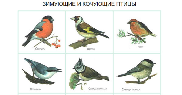 Какие птицы зимой улетают на юг, а какие остаются зимовать на родине? ::  Почемучка. Детские вопросы