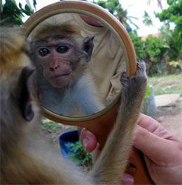 Кого видит обезьяна в зеркале - себя или другую обезьяну?
