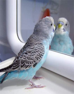 Кого видит попугайчик в зеркале - себя или другую птицу?