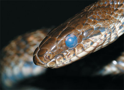 Глаза змеи во время линькие
