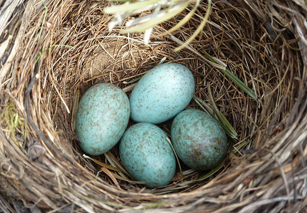Яйца в гнезде чёрного дрозда