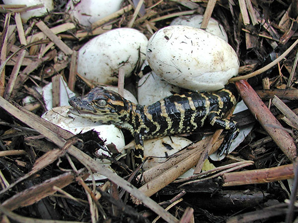 Яйца крокодила и новорождённый крокодильчик
