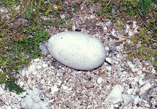 Яйцо темноспинного альбатроса (Phoebastria immutabilis)