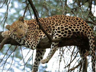 Леопард отлично лазает по деревьям